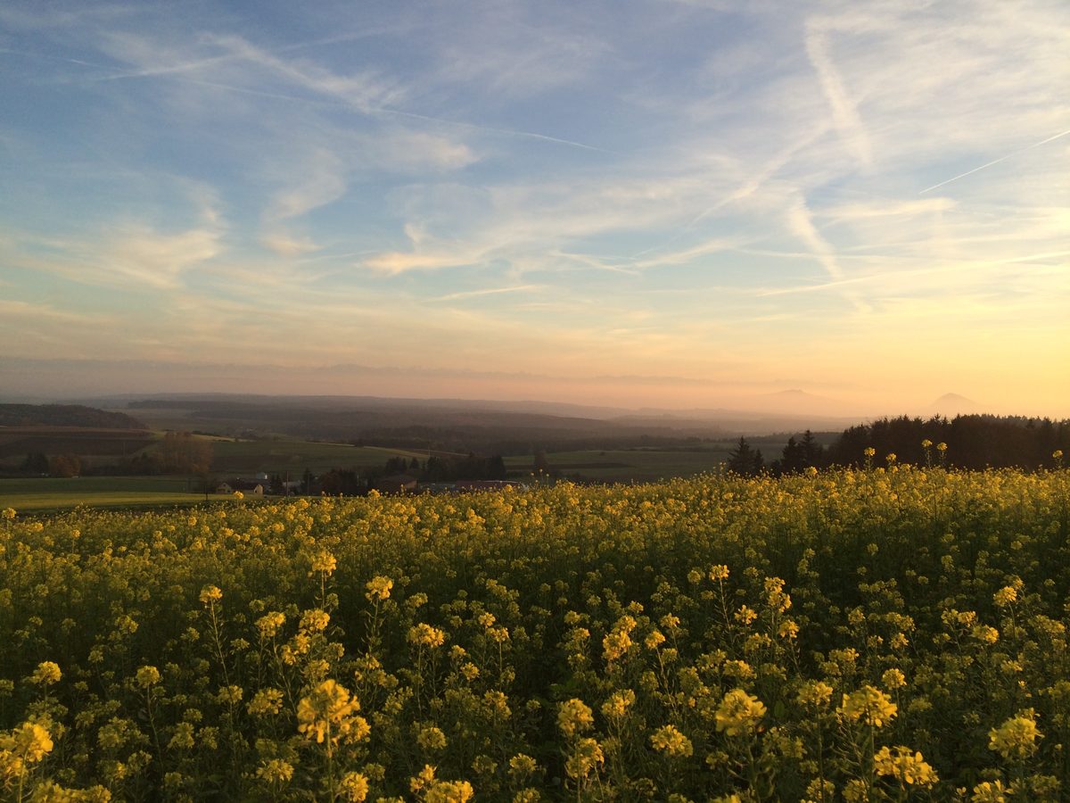 Rapsfeld im Abendlicht
